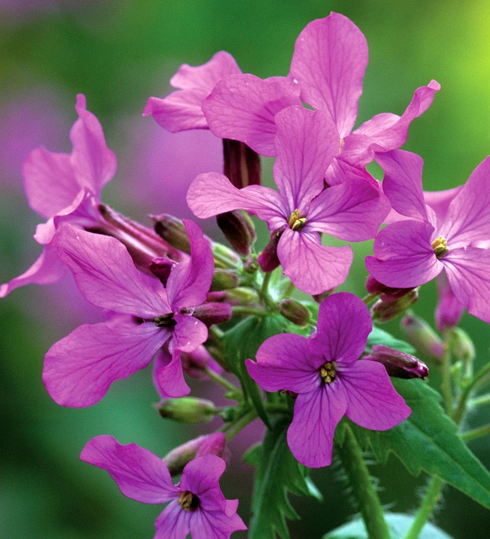 Night Scented Stock Seeds Flower seeds for Planting Pollinator Friendly, Heirloom & GMO Free Seeds for Home Garden vegetable and garden seeds