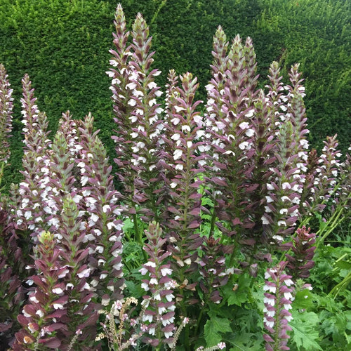 Premium Breeches Flower seeds for Planting Perfect for Borders, Heirloom & GMO Free Seeds for Home Garden seeds