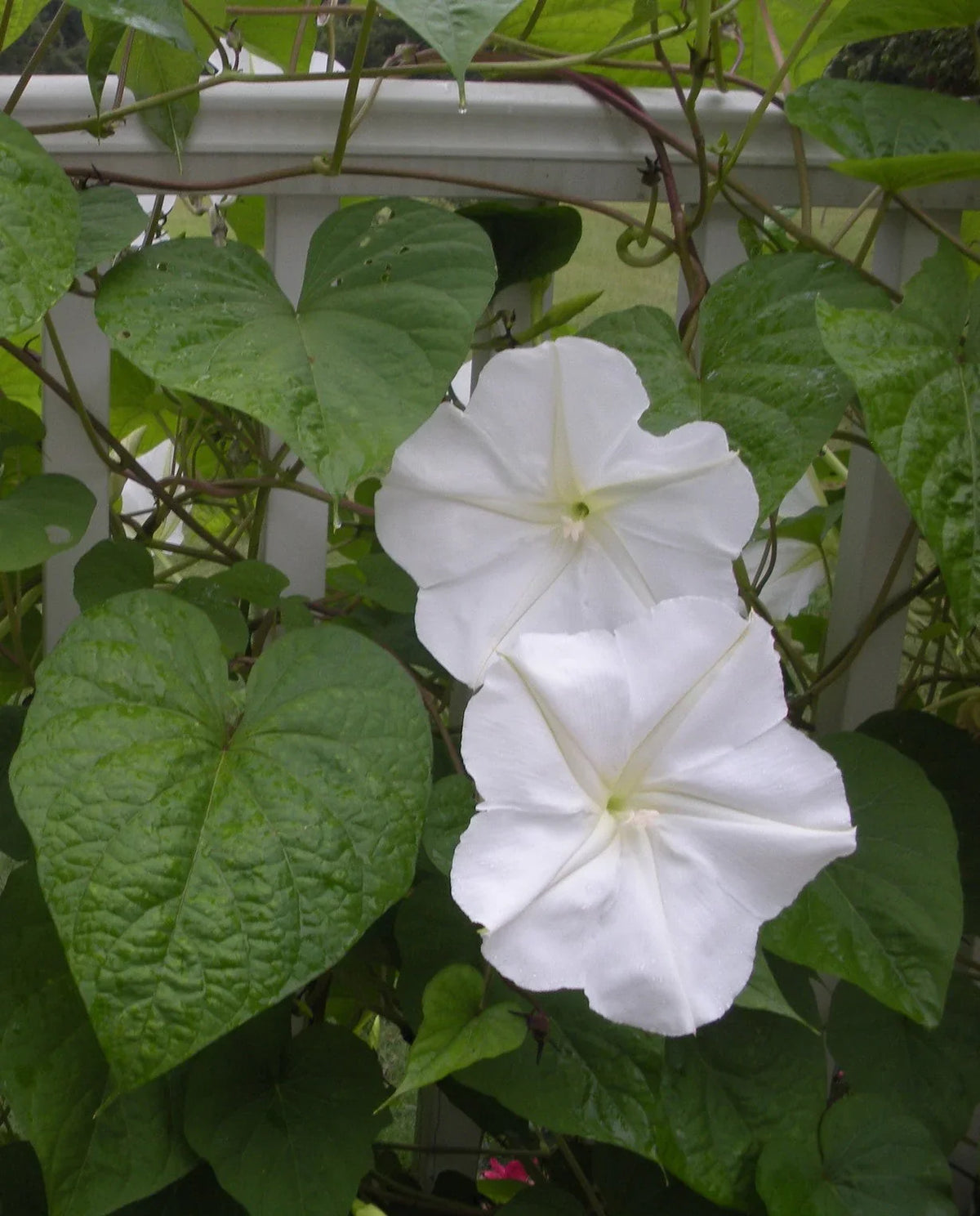 Moon Flower seeds for Planting Seasonal Bloomer, Heirloom & GMO Free Seeds for Home Garden seeds for planting
