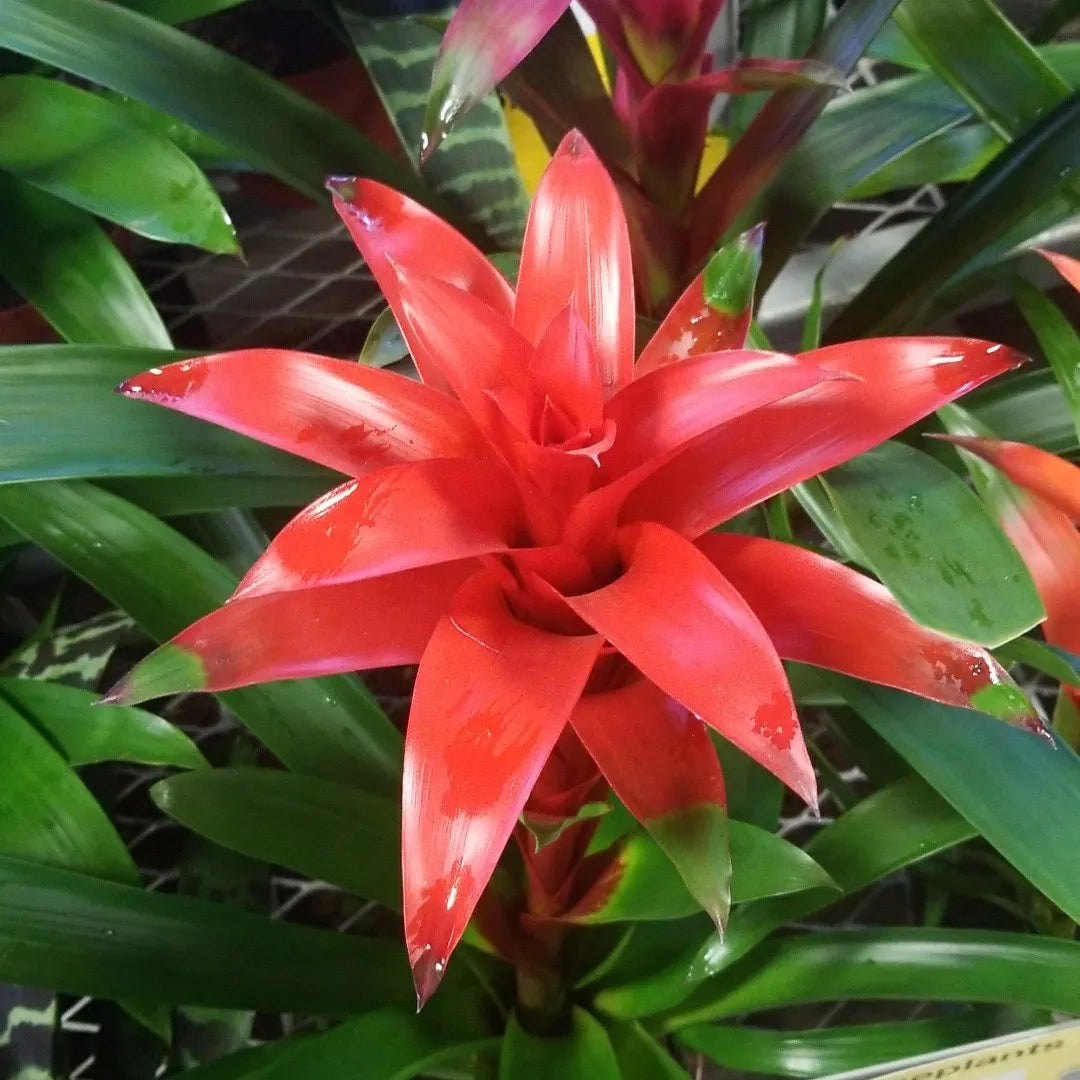 Hechtia Flower seeds for Planting Seasonal Bloomer, Heirloom & GMO Free Seeds for Home Garden vegetable and garden seeds