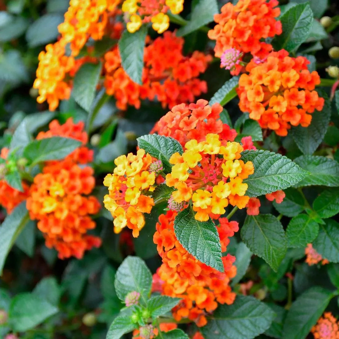 High quality Pink Yellow Lantana Flower seeds for Planting Wildflower Mix, Heirloom & GMO Free Seeds for Home Garden seeds pack