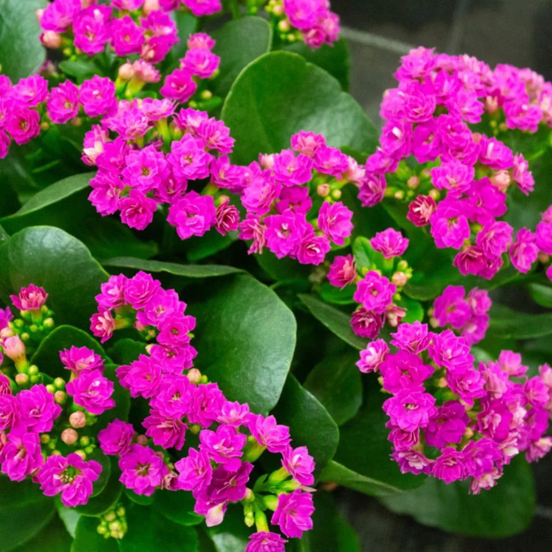 Premium Kalanchoe Purple Flower seeds for Planting Colorful Display, Heirloom & GMO Free Seeds for Home Garden seeds