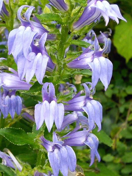 High quality Blue Cardinal Flower seeds for Planting Fragrant Blossoms, Heirloom & GMO Free Seeds for Home Garden seeds pack