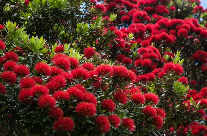 Premium Red Pohutukawa Flower seeds for Planting Seasonal Bloomer, Heirloom & GMO Free Seeds for Home Garden seeds