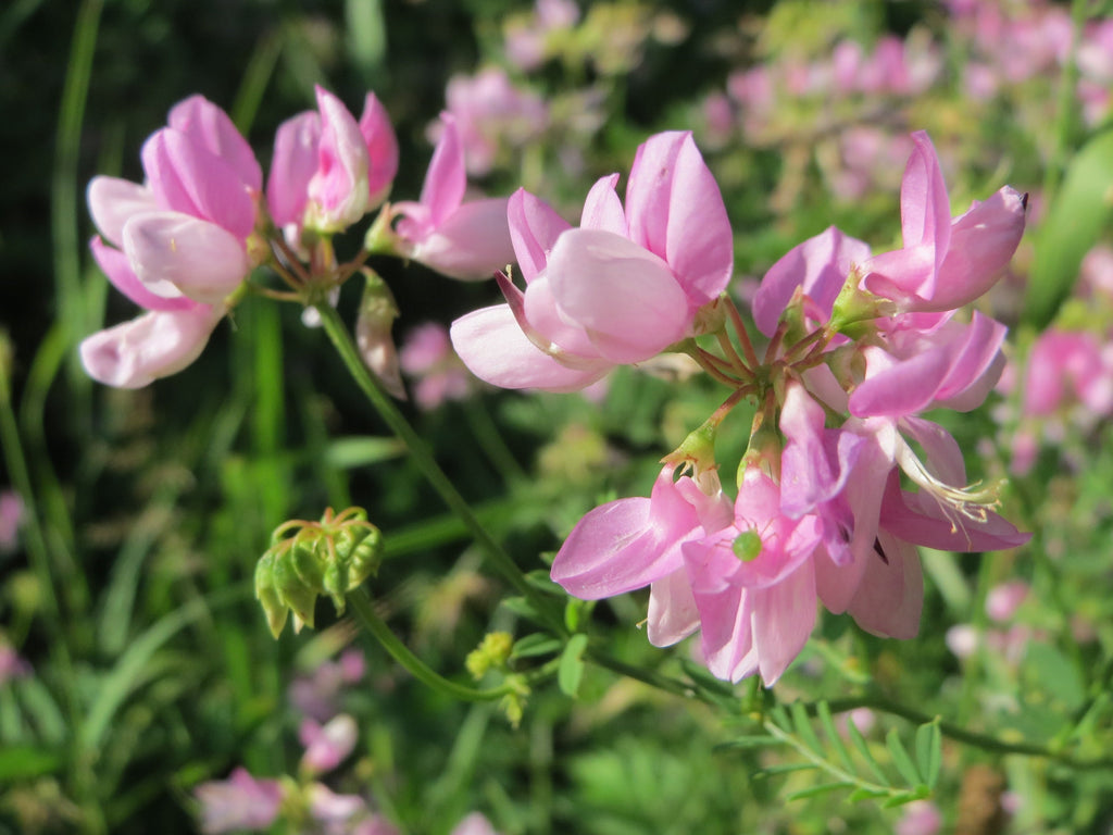 Pink Crownvetch Flower seeds for Planting Cottage Garden Essential, Heirloom & GMO Free Seeds for Home Garden seeds for home gardening