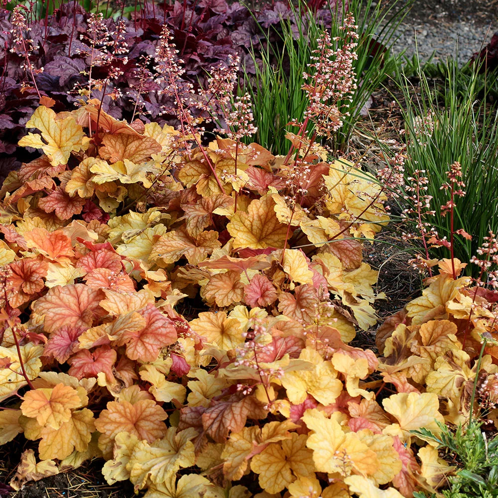 Orange Heuchera Flower seeds for Planting - Long Bloom Season, Heirloom & GMO Free Seeds for Home Garden