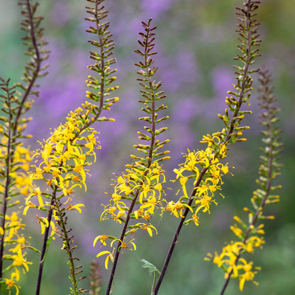 Ligularia (Ligularia Przewalskii) seeds for planting in home garden