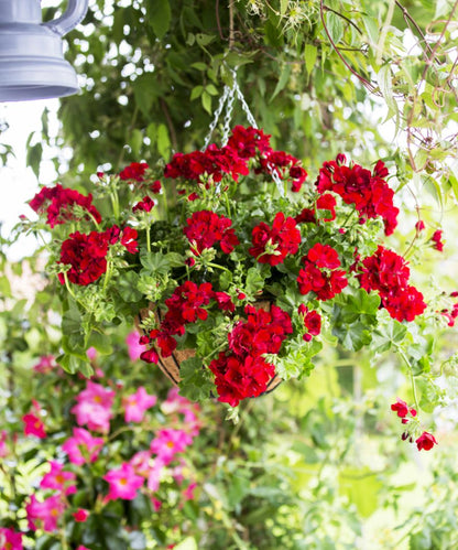 Hanging Flower seeds for Planting Compact Growth Heirloom & GMO Free Seeds for Home Garden