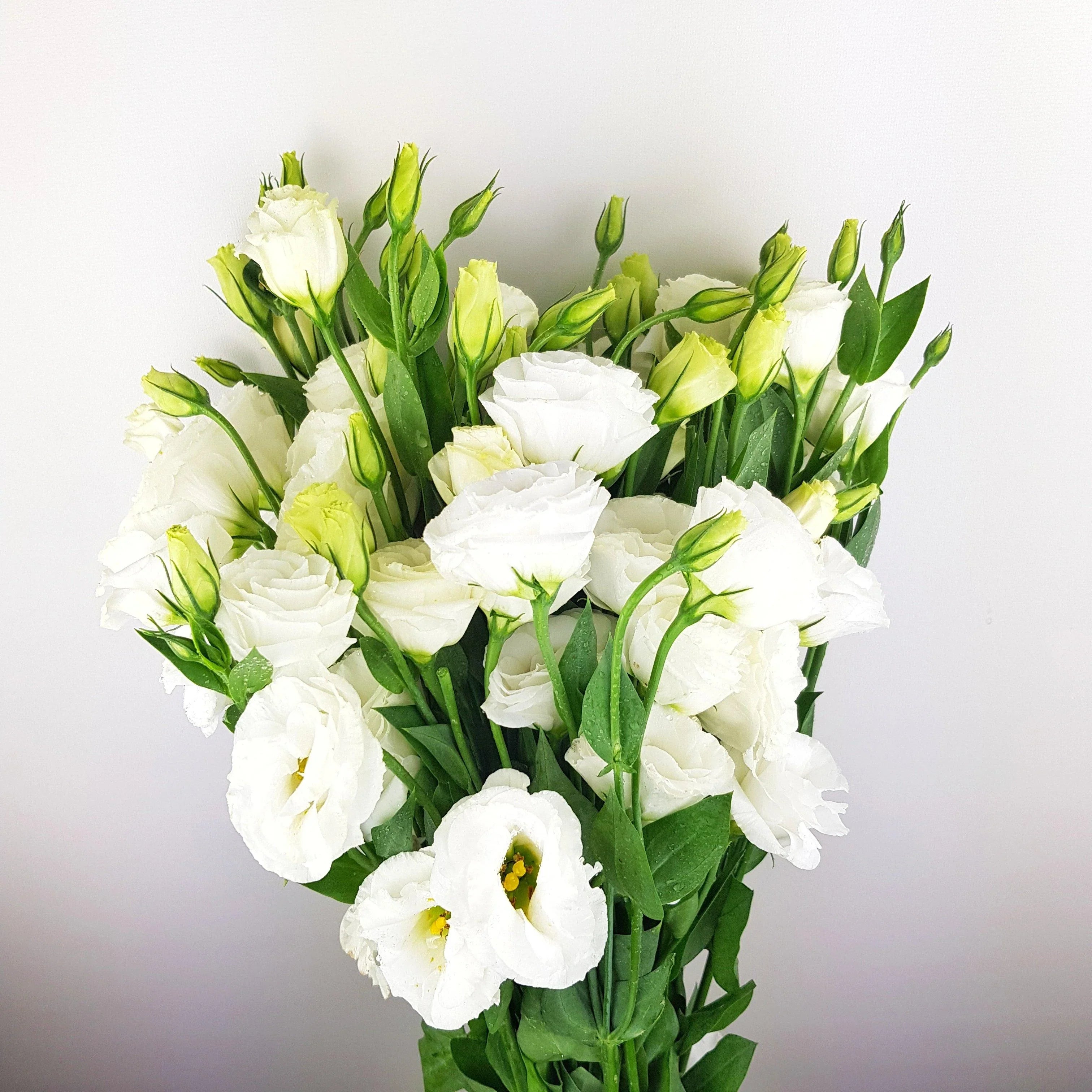 Premium White Lisianthus Logro Flower seeds for Planting Vibrant Colors, Heirloom & GMO Free Seeds for Home Garden seeds