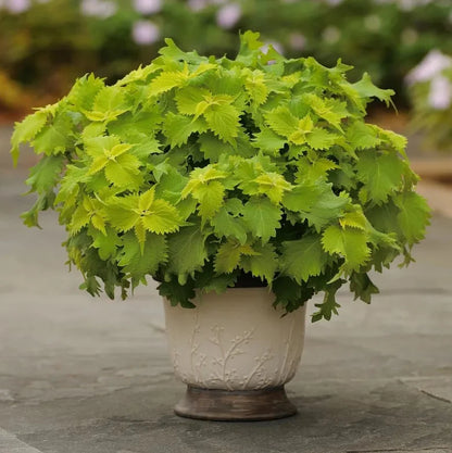 Green Coleus Flower seeds for Planting Seasonal Bloomer Heirloom & GMO Free Seeds for Home Garden