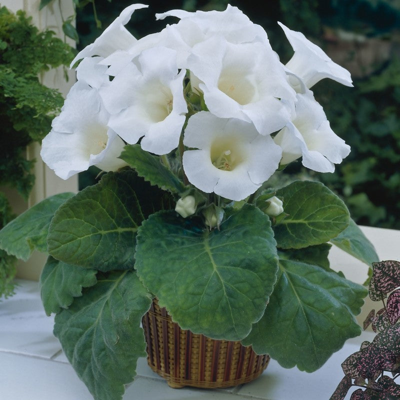 Premium White Gloxinia Flower seeds for Planting Cut Flower Favorite, Heirloom & GMO Free Seeds for Home Garden seeds