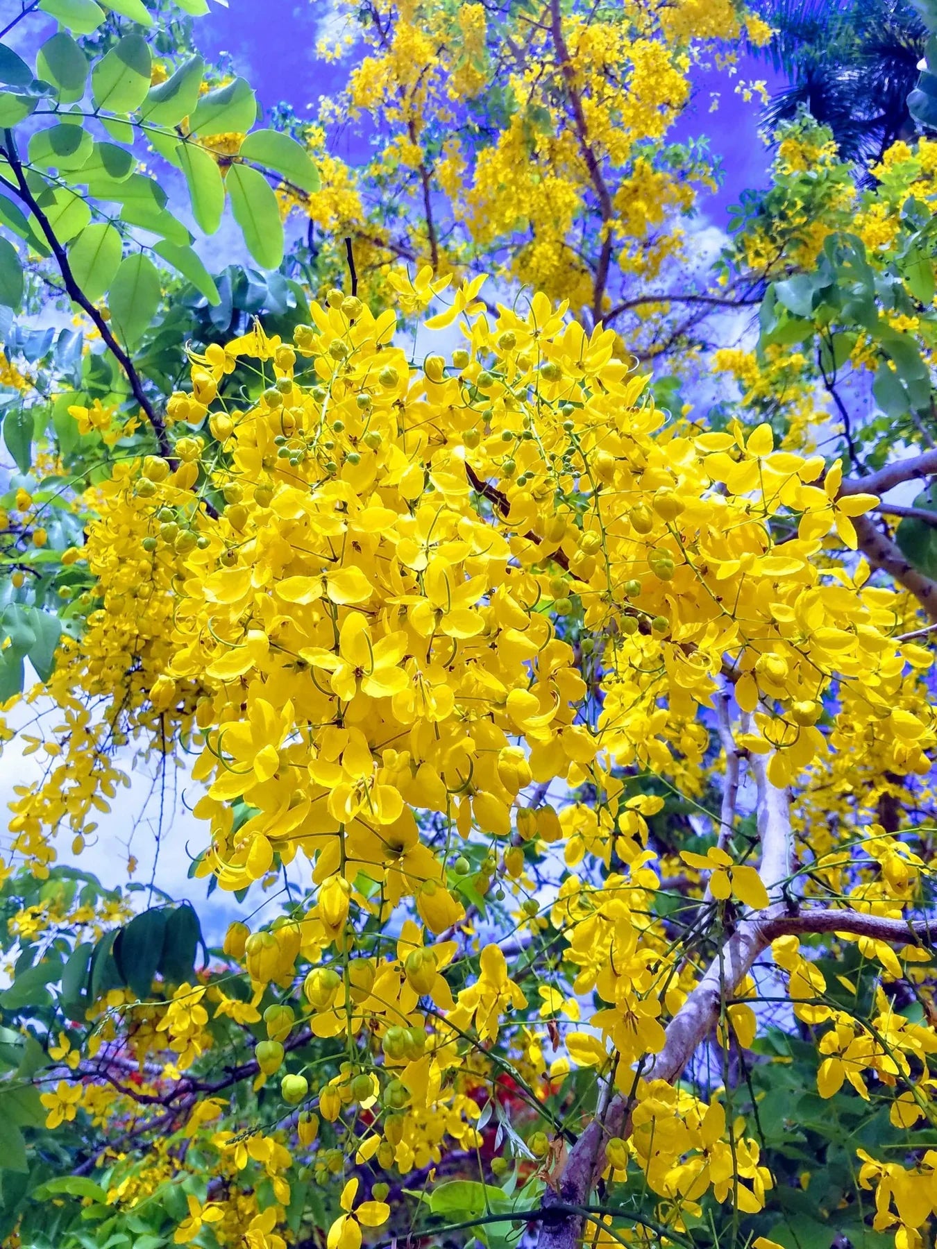 Premium Light Yellow Crape Myrtle Tree Flower seeds for Planting Long Bloom Season, Heirloom & GMO Free Seeds for Home Garden Sale seeds