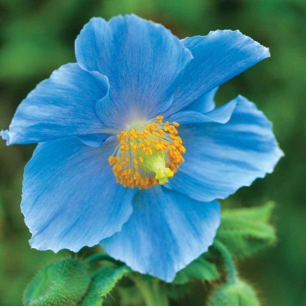Premium Premier Flower seeds for Planting Seasonal Bloomer, Heirloom & GMO Free Seeds for Home Garden seeds
