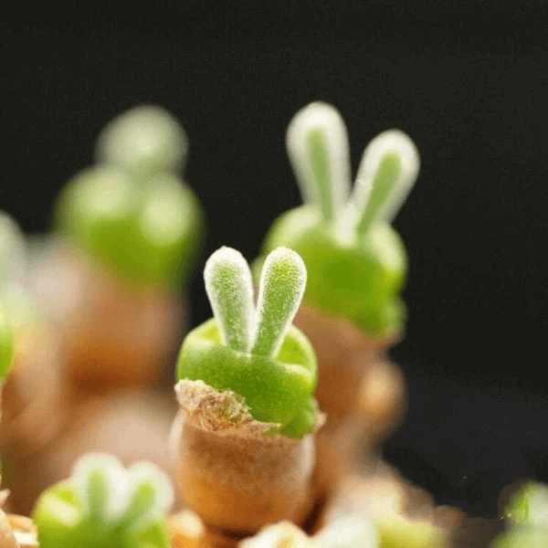 Rabbit Ears Succulent Flower seeds for Planting - Colorful Display, Heirloom & GMO Free Seeds for Home Garden