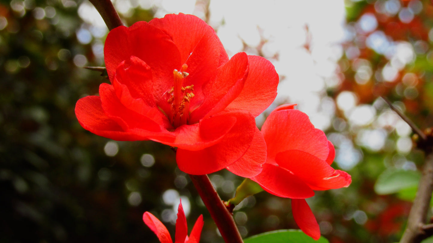 Red Chaenomeles Japonica Flower seeds for Planting - Bright Blooms, Heirloom & GMO Free Seeds for Home Garden