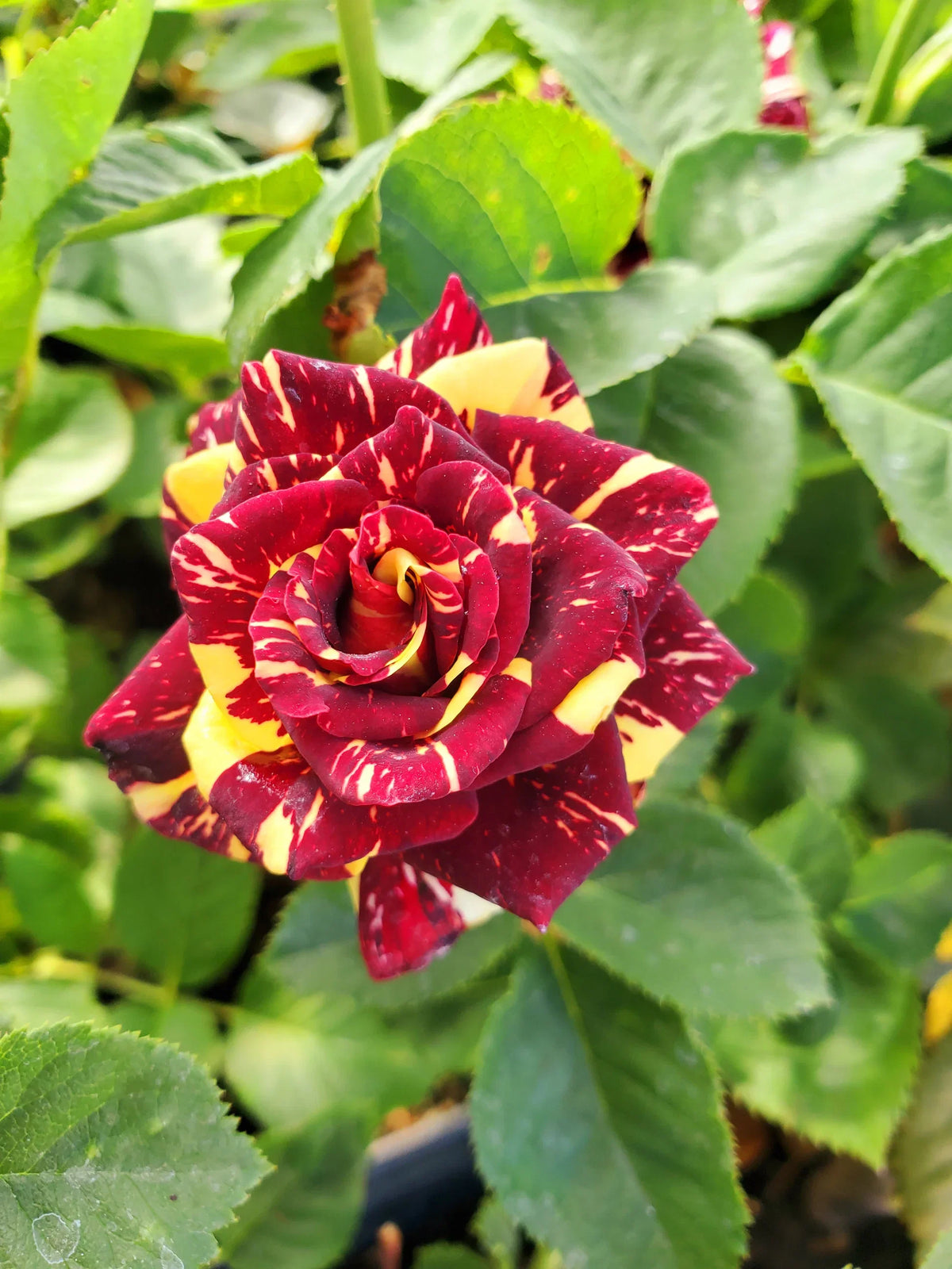 Heirloom Abracadabra Flower seeds for Planting Easy to Grow Heirloom & GMO Free Seeds for Home Garden