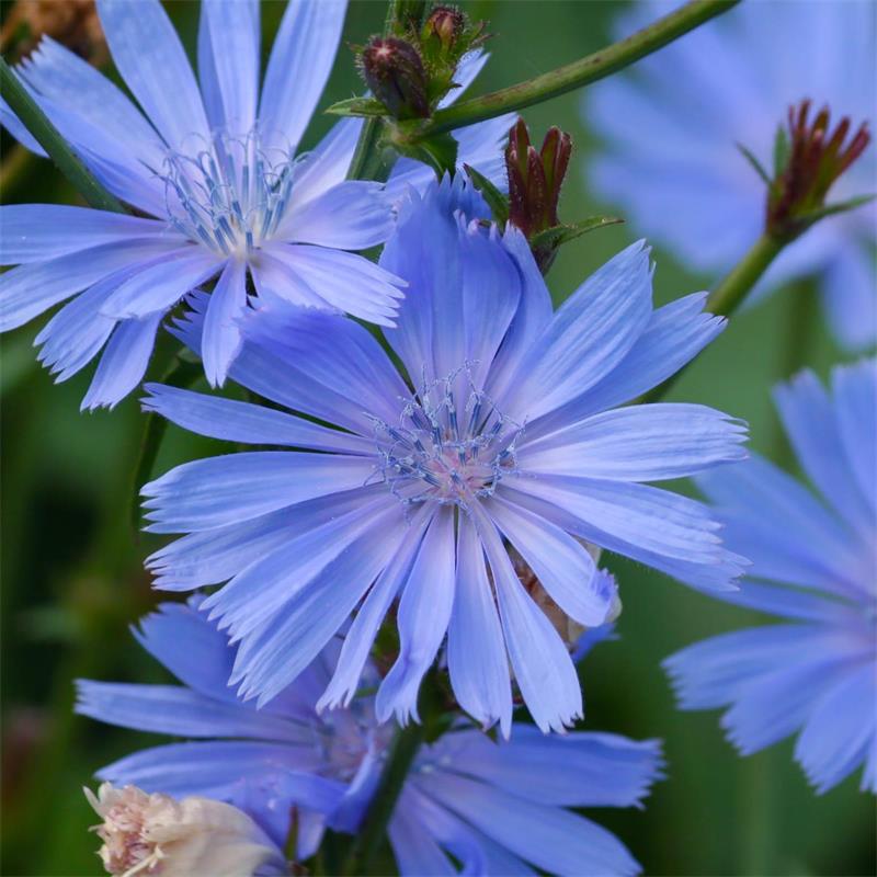 High quality Blue Cichorium Flower seeds for Planting Garden Favorite, Heirloom & GMO Free Seeds for Home Garden seeds pack
