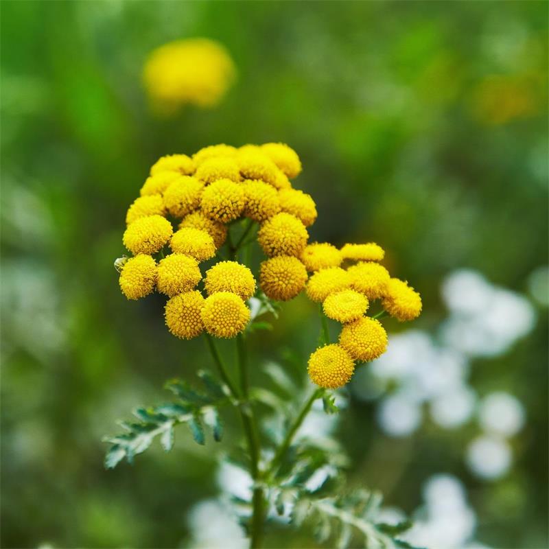 Tansy Flower seeds for Planting Compact Growth Heirloom & GMO Free Seeds for Home Garden