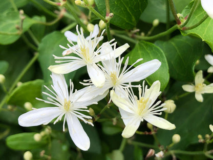 Autumn (Autumn Clematis) seeds for planting in home garden