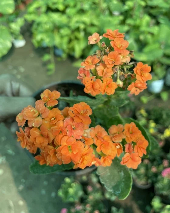 Premium Kalanchoe Red Orange Flower seeds for Planting Pollinator Friendly, Heirloom & GMO Free Seeds for Home Garden seeds