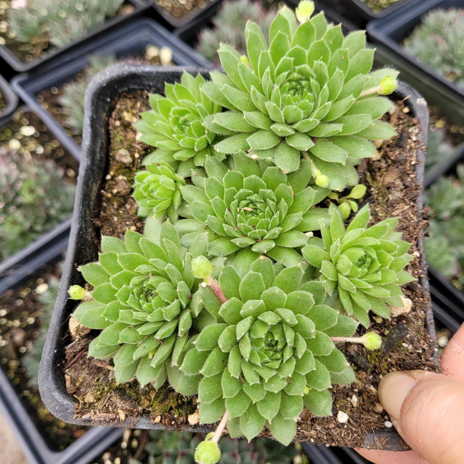 Hens and Chicks Flower seeds for Planting Sun Loving, Heirloom & GMO Free Seeds for Home Garden seeds for home gardening