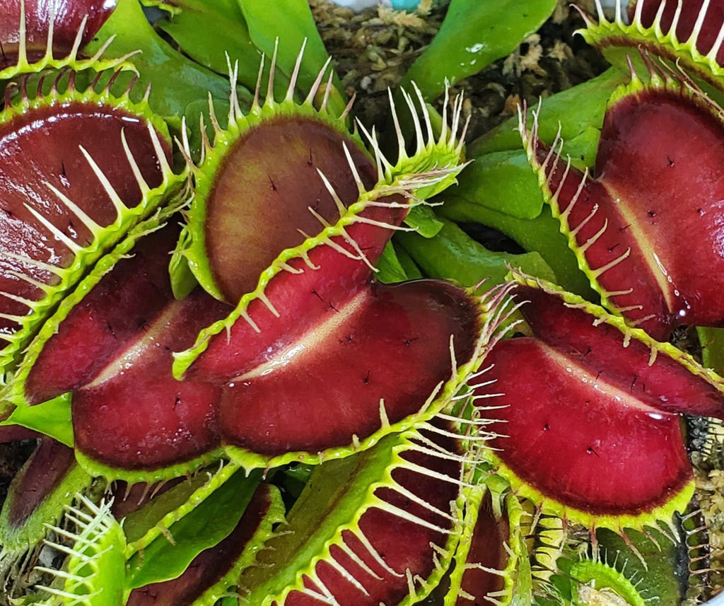High quality Venus Fly Trap Flower seeds for Planting Cut Flower Favorite, Heirloom & GMO Free Seeds for Home Garden seeds pack