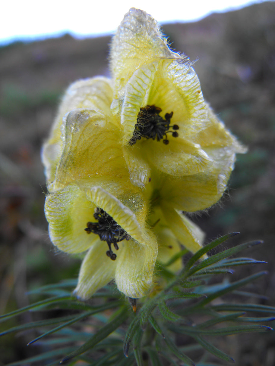Premium Light Green Aconitum Flower seeds for Planting Long Bloom Season, Heirloom & GMO Free Seeds for Home Garden seeds