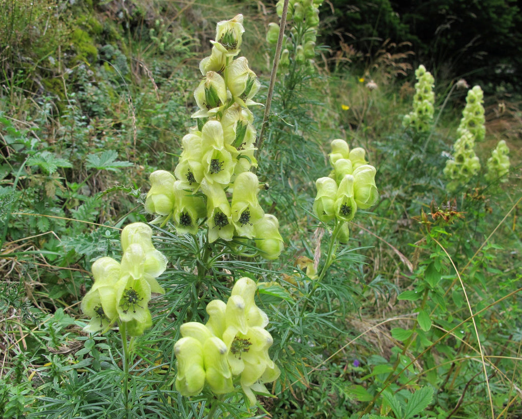 High quality Light Green Aconitum Flower seeds for Planting Long Bloom Season, Heirloom & GMO Free Seeds for Home Garden seeds pack