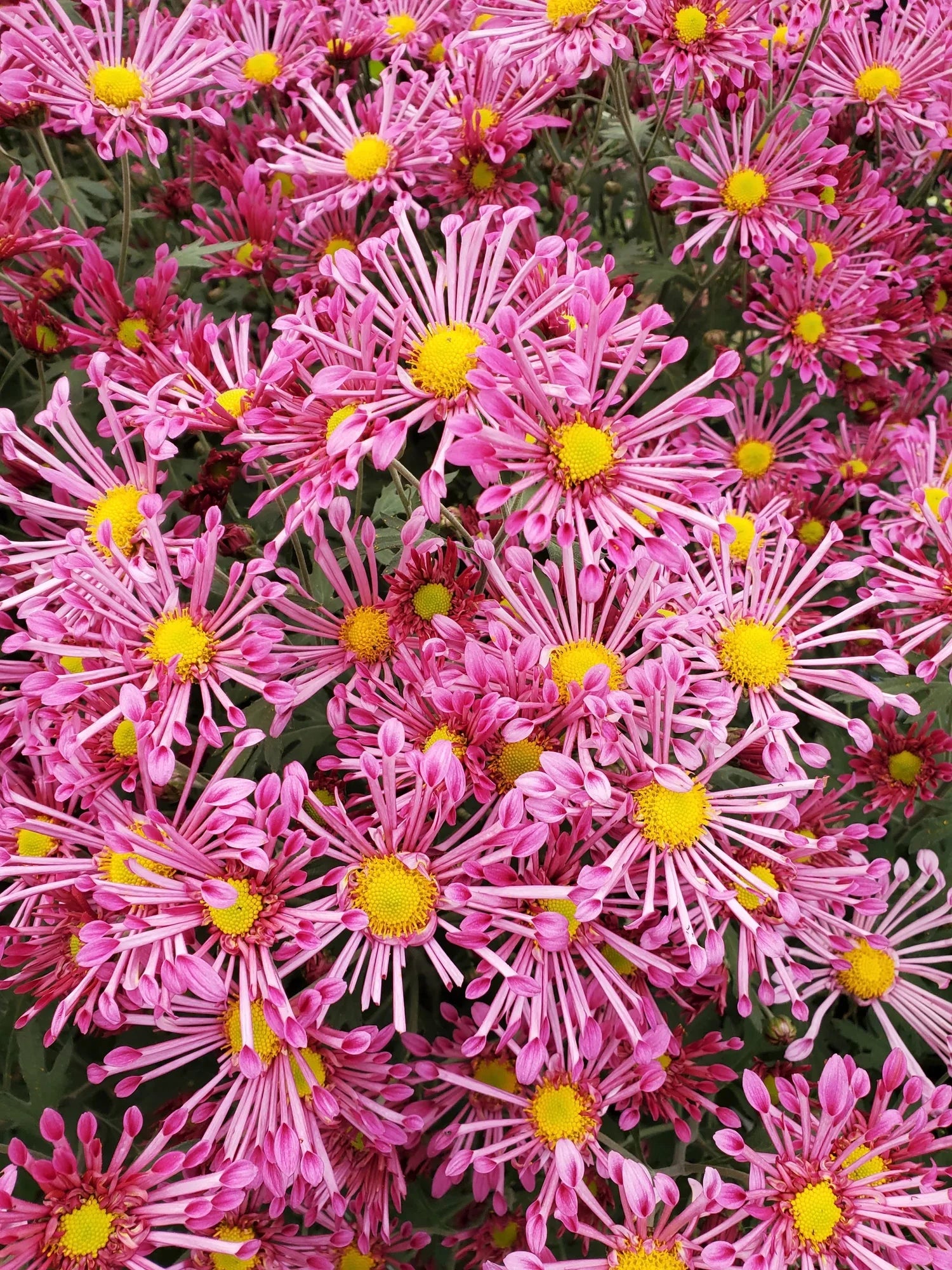 Premium Pink Spoon Mum Flower seeds for Planting Colorful Display, Heirloom & GMO Free Seeds for Home Garden seeds