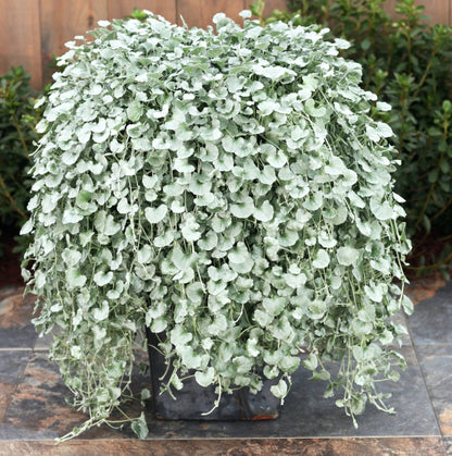 Silver Plant Seeds For Planting: Shimmering Beauty Your Garden!