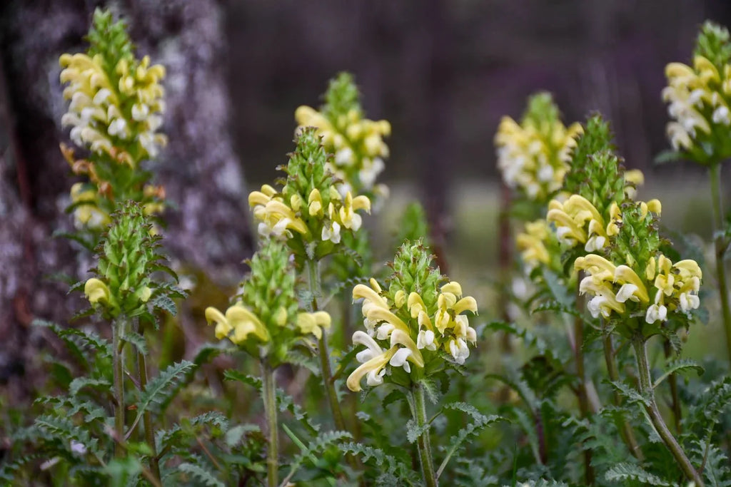 High quality Yellow Pedicularis Lanceolata Flower seeds for Planting Sun Loving, Heirloom & GMO Free Seeds for Home Garden seeds pack