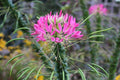 Pink Spiny Spider Flower seeds for Planting Drought Tolerant, Heirloom & GMO Free Seeds for Home Garden seeds for planting