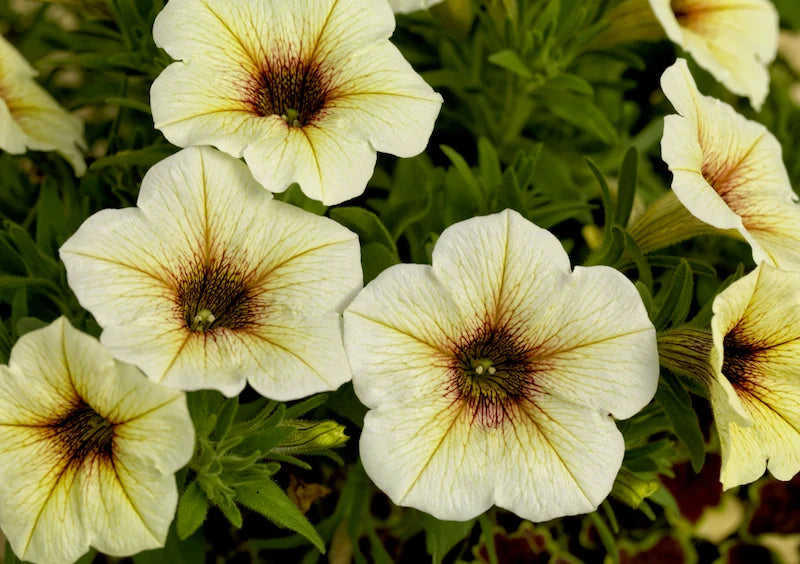 Premium White Yellow Frostfire Flower seeds for Planting Hardy Variety, Heirloom & GMO Free Seeds for Home Garden seeds