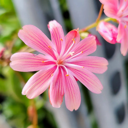 Pink Cotyledon Flower seeds for Planting - Premium Quality, Heirloom & GMO Free Seeds for Home Garden