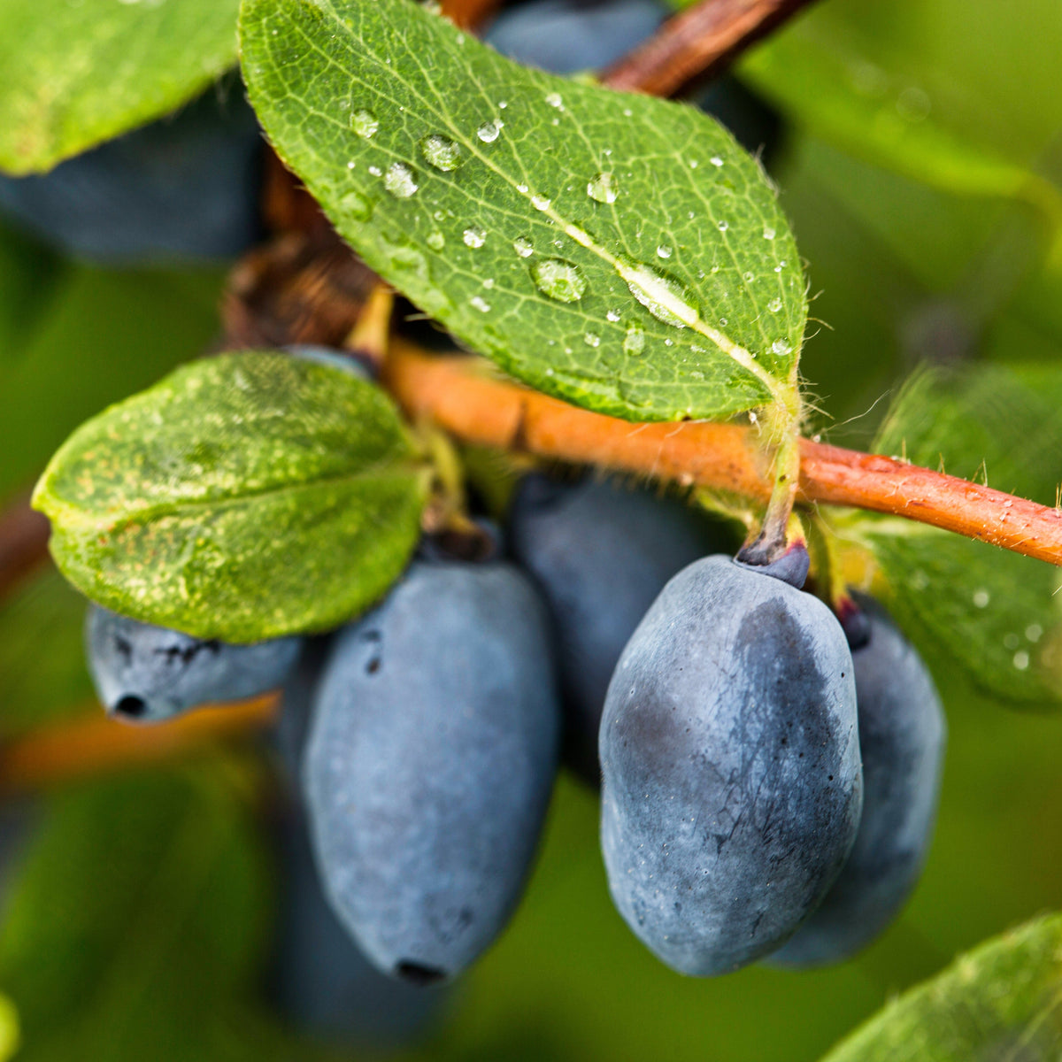 Berry Blue Haskap Fruit Seeds for Planting - Unique Blue Berries for Your Garden - Evergrowseeds
