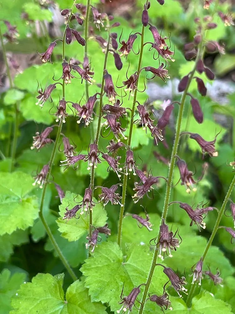 Tolmiea Flower seeds for Planting Compact Growth, Heirloom & GMO Free Seeds for Home Garden vegetable and garden seeds