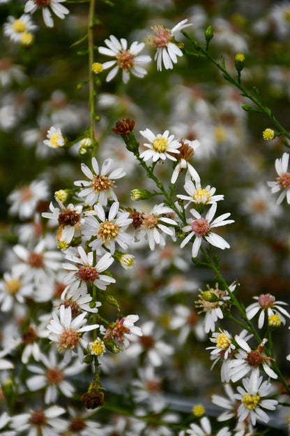 Aster Lateriflorus Flower seeds for Planting Easy to Grow Heirloom & GMO Free Seeds for Home Garden