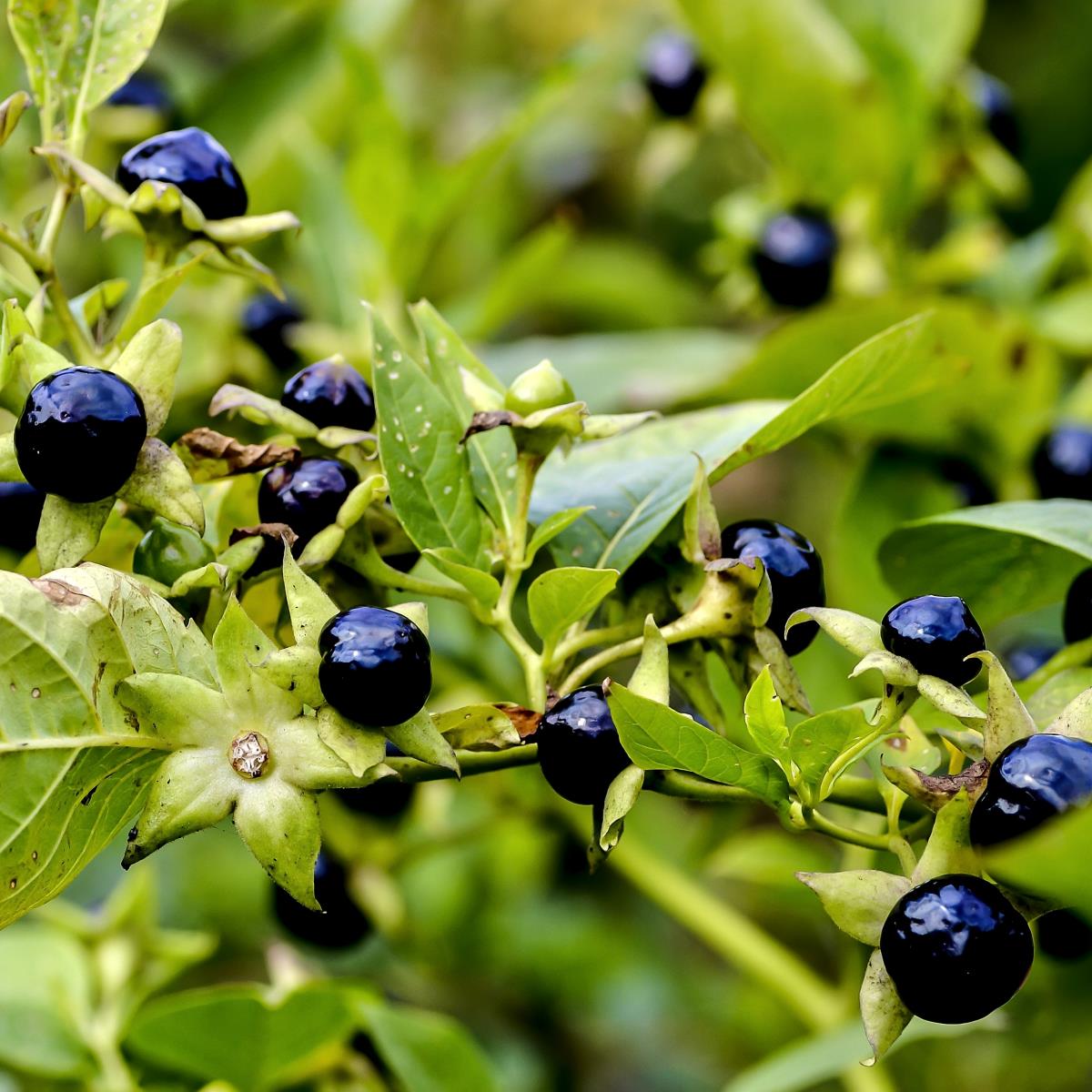 Premium Black Belladonna Flower seeds for Planting Wildflower Mix, Heirloom & GMO Free Seeds for Home Garden seeds