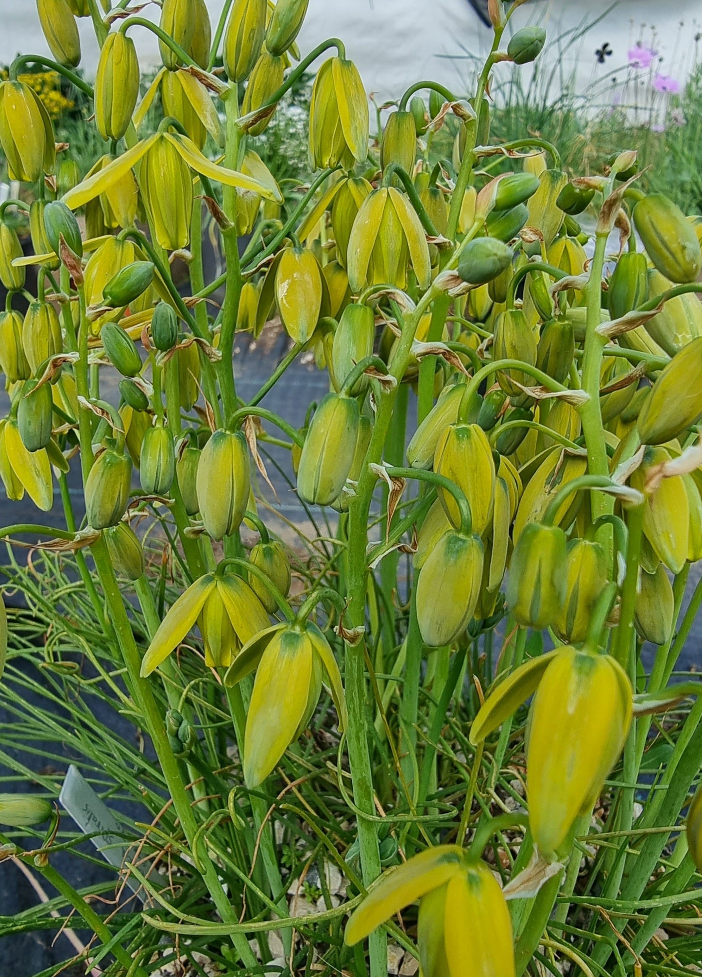 Heirloom Spiralis Flower seeds for Planting Easy to Grow Heirloom & GMO Free Seeds for Home Garden