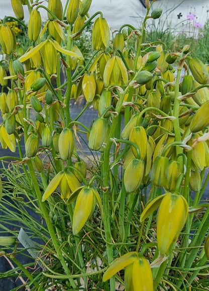 Heirloom Spiralis Flower seeds for Planting Easy to Grow Heirloom & GMO Free Seeds for Home Garden