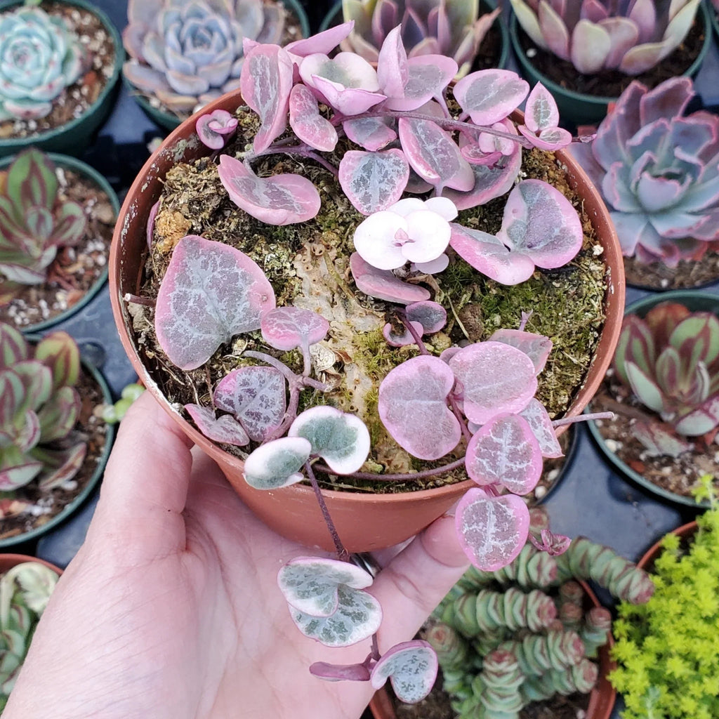High quality Ceropegia String of Hearts Pretty Pink Seeds Flower seeds for Planting Low Maintenance, Heirloom & GMO Free Seeds for Home Garden seeds pack