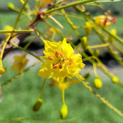 Parkinsonia Aculeata Flower seeds for Planting Pollinator Friendly Heirloom & GMO Free Seeds for Home Garden