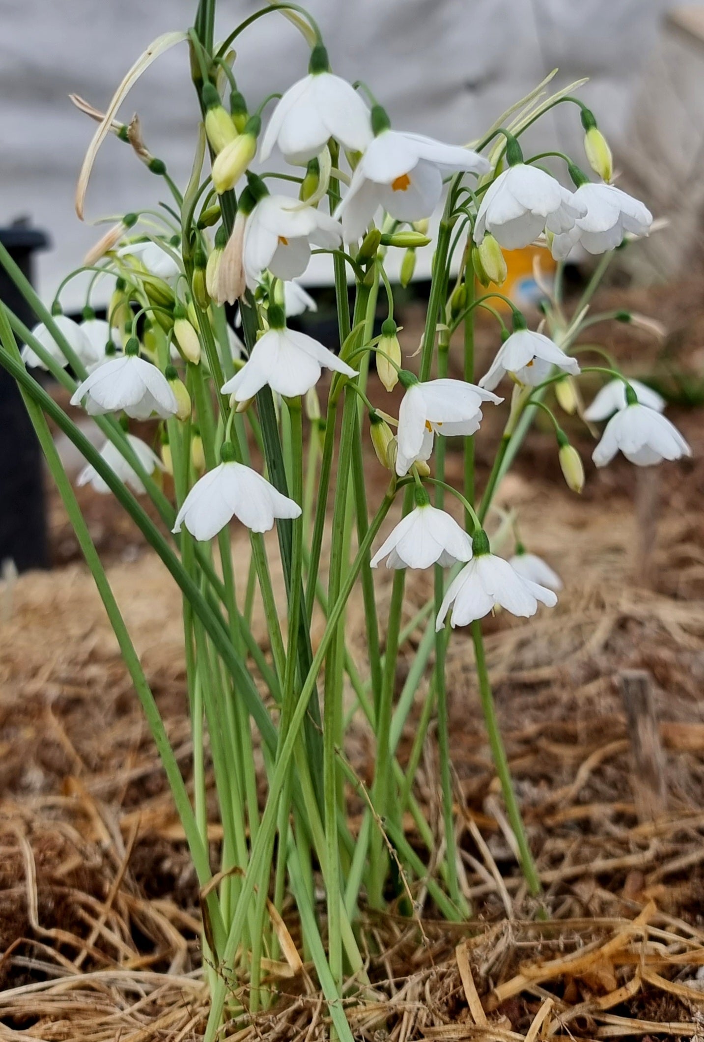 Premium White Leucocoryne Flower seeds for Planting Long Bloom Season, Heirloom & GMO Free Seeds for Home Garden seeds