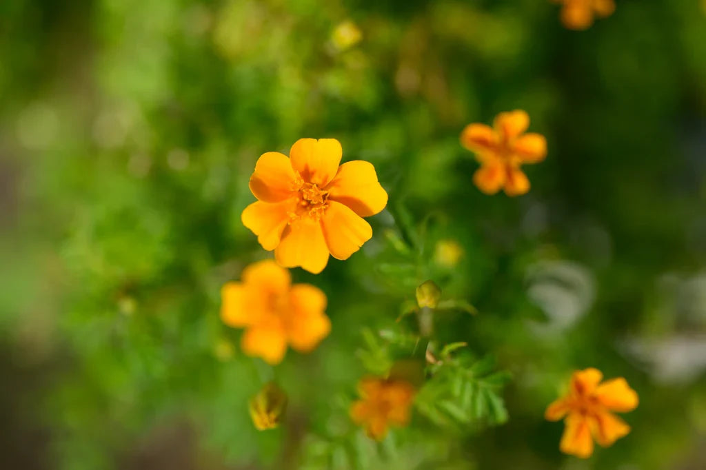 Tangerine Gem Flower seeds for Planting Vibrant Colors Heirloom & GMO Free Seeds for Home Garden