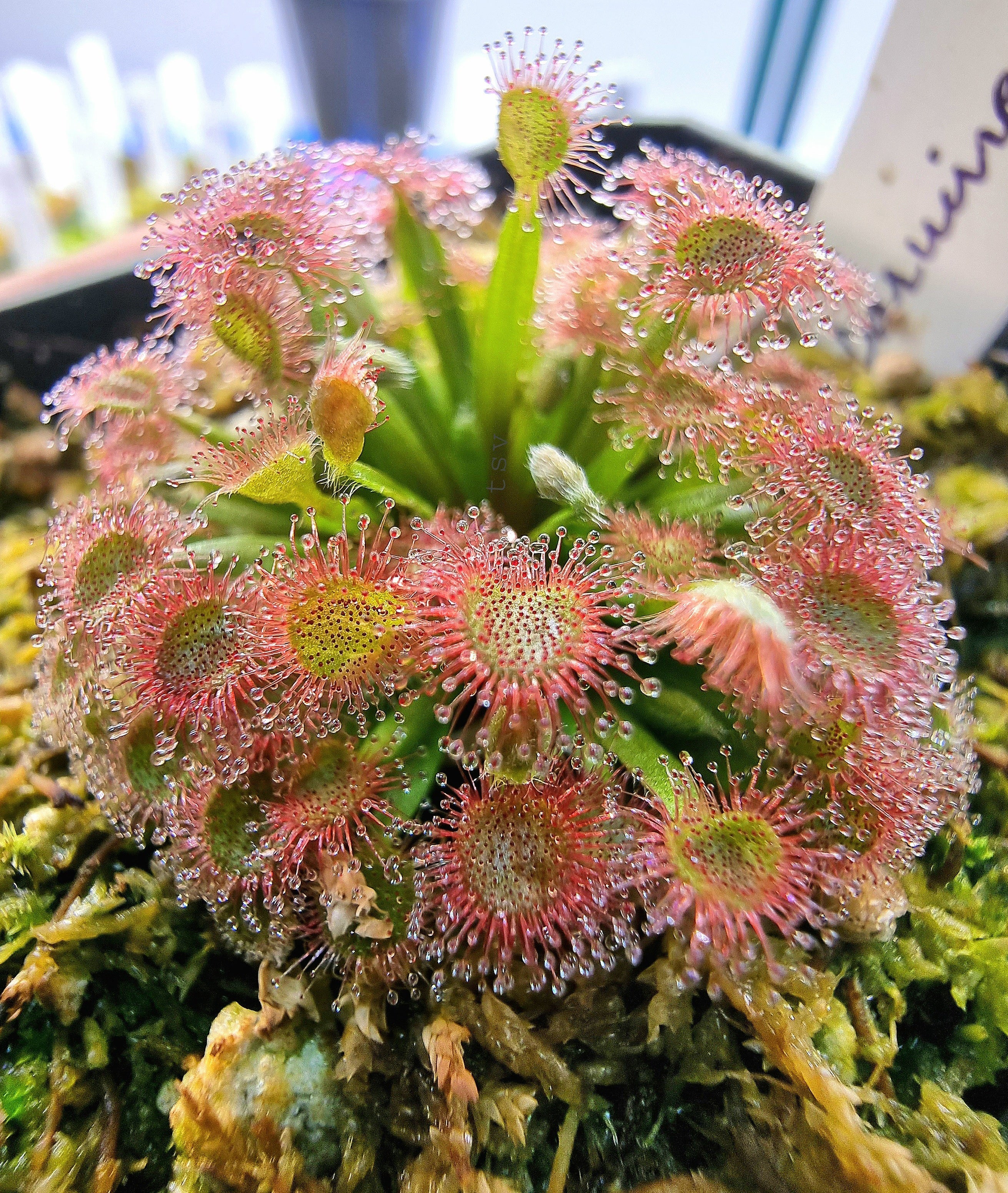Premium Pink Sundew Flower seeds for Planting Bright Blooms, Heirloom & GMO Free Seeds for Home Garden seeds