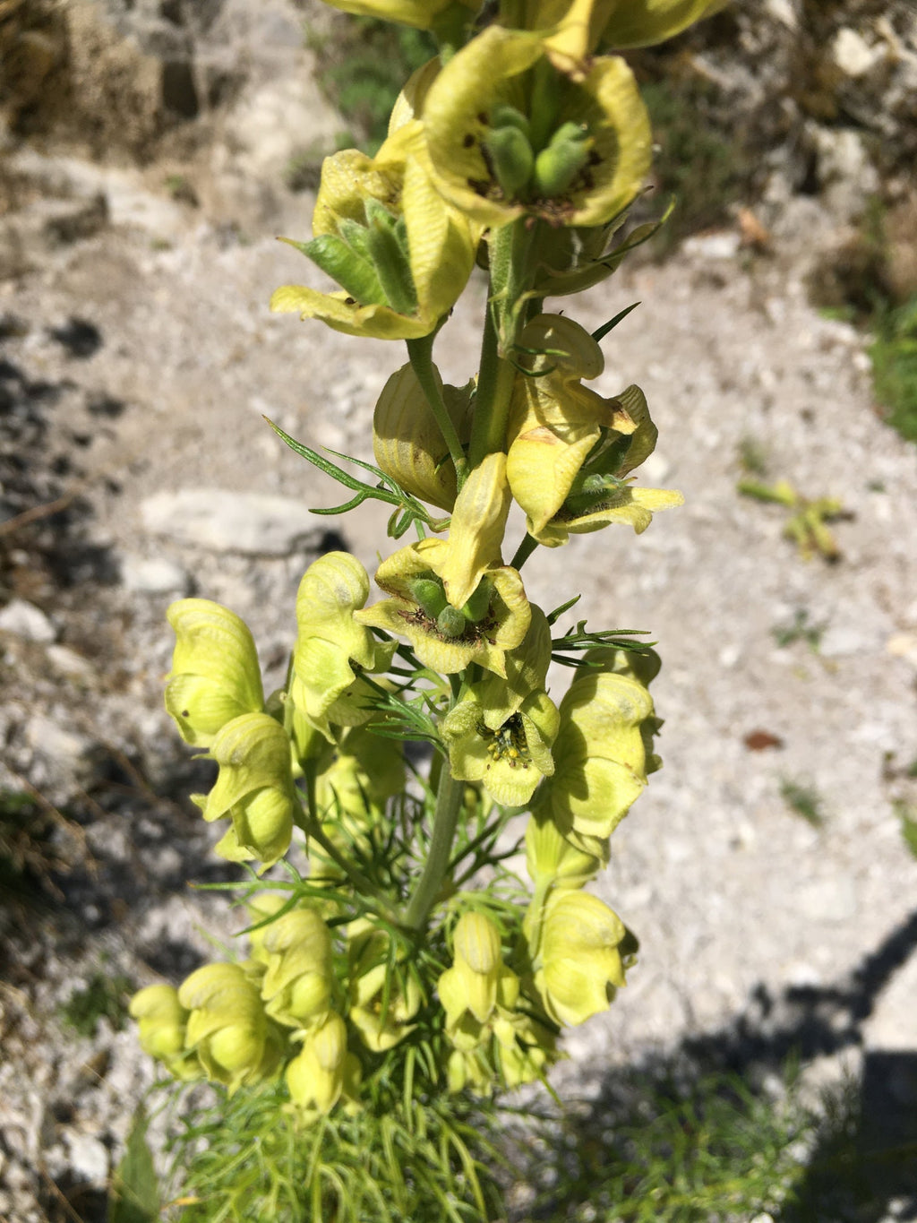 Light Green Aconitum Flower seeds for Planting Long Bloom Season, Heirloom & GMO Free Seeds for Home Garden vegetable and garden seeds
