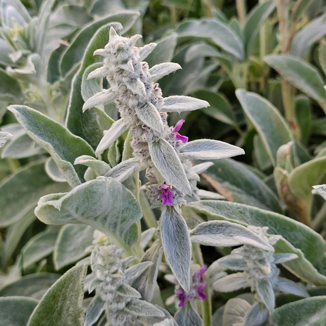 Lamb'sEar Flower seeds for Planting Long Bloom Season Heirloom & GMO Free Seeds for Home Garden