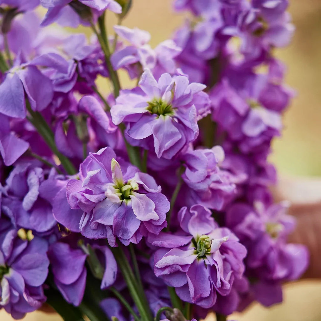 Purple Hoary Stock Flower seeds for Planting Compact Growth, Heirloom & GMO Free Seeds for Home Garden seeds for planting