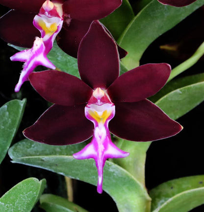 Trichoglottis Flower seeds for Planting Cottage Garden Essential Heirloom & GMO Free Seeds for Home Garden