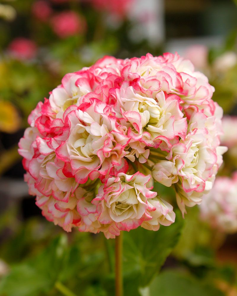 Premium Pink Scented Geranium Flower seeds for Planting Cottage Garden Essential, Heirloom & GMO Free Seeds for Home Garden seeds